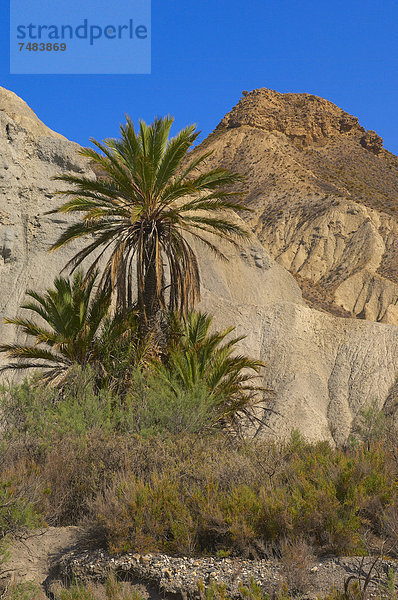 Tabernas-Wüste  Desierto de Tabernas  Naturpark  Tabernas  Provinz Almeria  Andalusien  Spanien  Europa