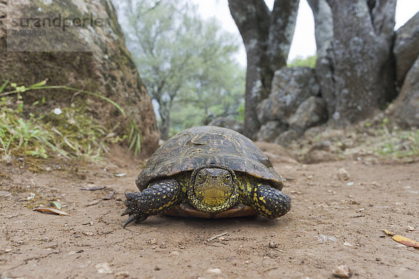 Griechische Landschildkr÷te (Testudo hermanni)  auf der Hochebene der Giara di Gesturi  Marmilla  Sardinien  Italien Europa