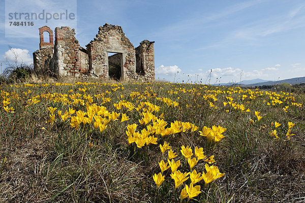 Sternbergia  Goldkrokus  Gewitterblume (Sternbergia lutea)  vor Ruine einer Kapelle eines großen Bauernhofes  Gallina  Val dÆOrcia  Orcia-Tal  UNESCO-Weltkulturerbe  Region Toskana  Provinz Siena  Italien  Europa