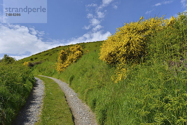 Feldweg gesäumt von wildem Ginster (Cytisus scoparius)  Gardenstown  Banffshire  Schottland  Vereinigtes K÷nigreich  Europa