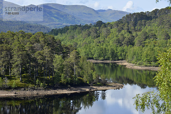 Kaledonische Pinien (Pinus sp.)  Glen Affric  Cannich bei Inverness  Schottland  Großbritannien  Europa