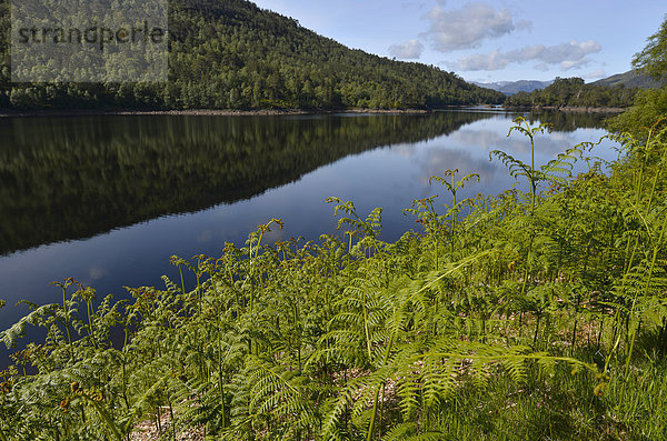Farne am Ufer des Loch Beinn a Mheadhoin  Glen Affric  Cannich bei Inverness  Schottland  Großbritannien  Europa