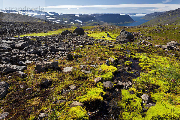 Hornstandir  Westfjorde  Westisland  Island  Europa