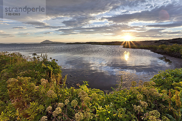 Sonnenuntergang am See Myvatn  Wilder Fenchel (Foeniculum vulgare)  Island  Europa