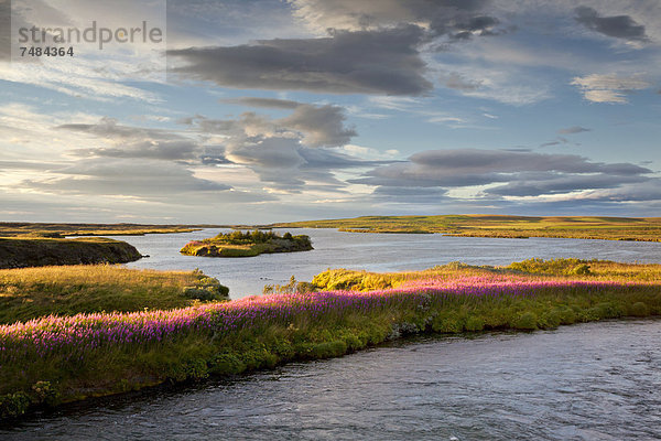 Wolkenstimmung an Flusslandschaft  Blumenmeer  Island  Europa