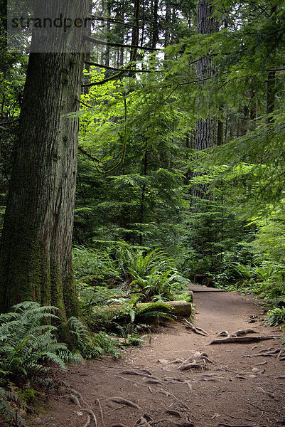 Lynn Canyon Park  Vancouver  British Columbia  Kanada