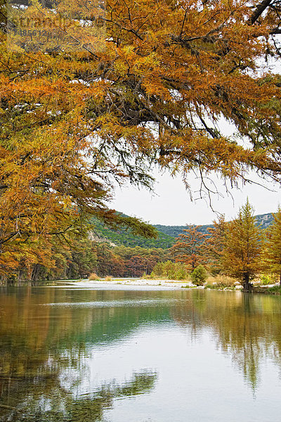 USA  Texas  Zypressenbaum mit goldenen Blättern in Frio River