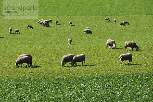 Deutschland  Bayern  Schafe weiden auf Landschaft