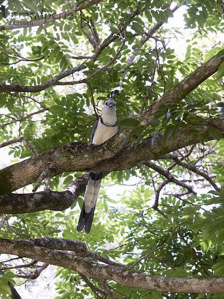 Mittelamerika  Costa Rica  Weißkehlhäher auf einem Baum sitzend