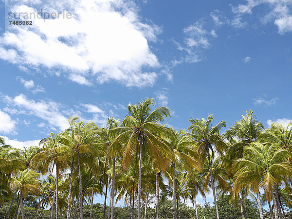 Mittelamerika  Costa Rica  Palmenhain unter blauem Himmel