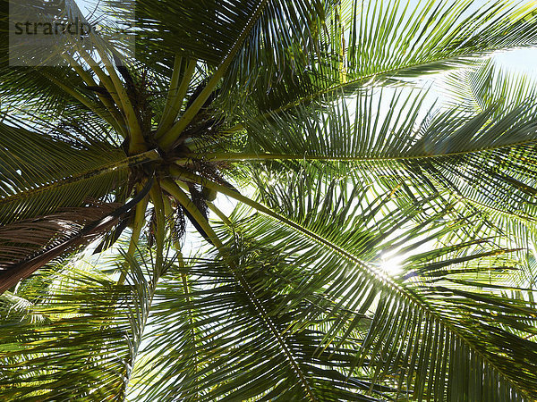 Mittelamerika  Costa Rica  Palme