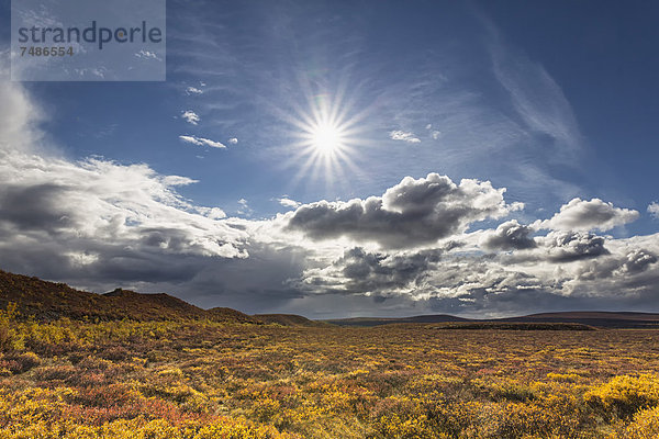 USA  Alaska  Landschaft am Denali Highway im Herbst mit Alaska Range