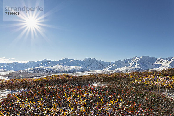 USA  Alaska  Strauch vor der Alaska Range im Denali Nationalpark