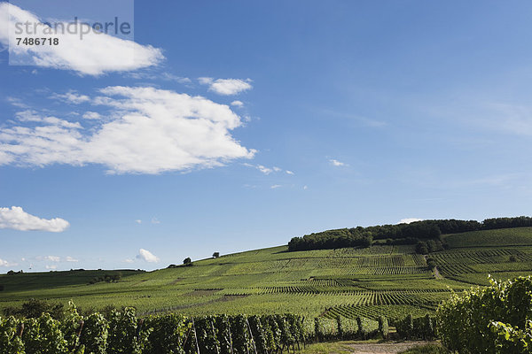 Frankreich  Blick auf die Weinberge von Riquewihr