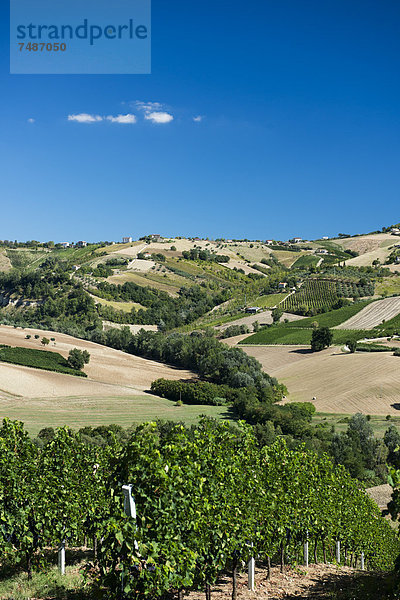 Italien  Blick auf den Weinberg