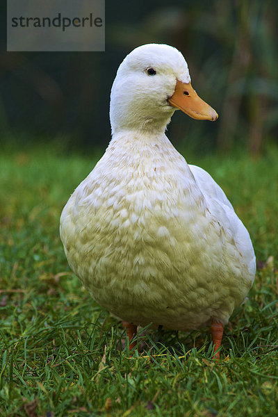 Niederlande  Ente sitzt auf Gras