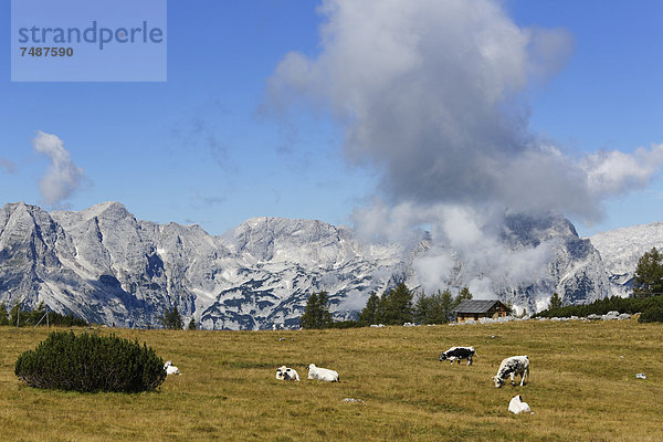 Österreich  Oberösterreich  Kühe beim Weiden im Toten Gebirge