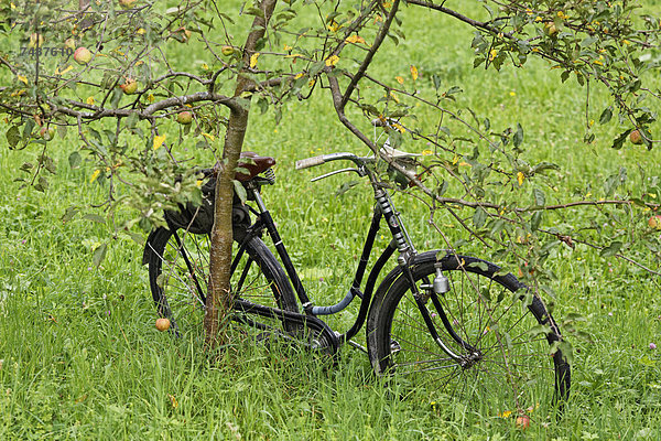 Österreich  Oberösterreich  Historisches Fahrrad am Baum gelehnt