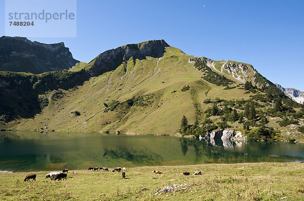 Österreich  Blick auf den Traualpsee  Kühe im Vordergrund