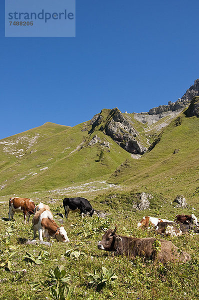 Österreich  Kühe auf der Wiese in den Tannheimer Alpen