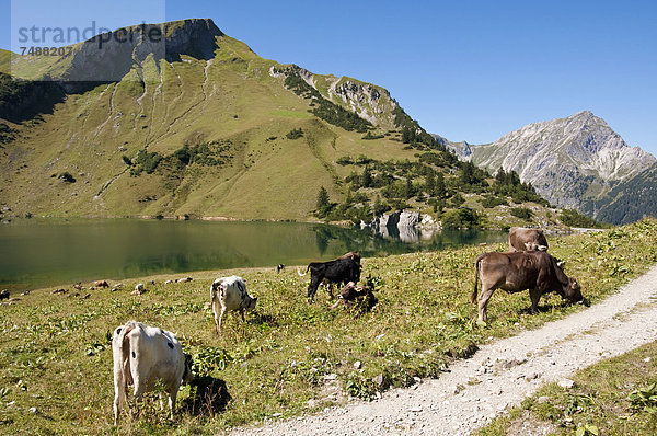 Österreich  Kühe auf der Wiese in den Tannheimer Alpen