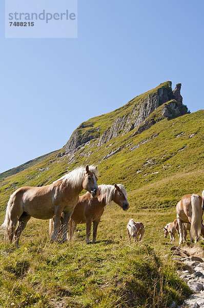 Österreich  Pferde auf der Wiese in den Tannheimer Alpen