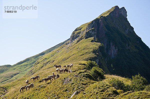 Österreich  Pferde auf der Wiese in den Tannheimer Alpen