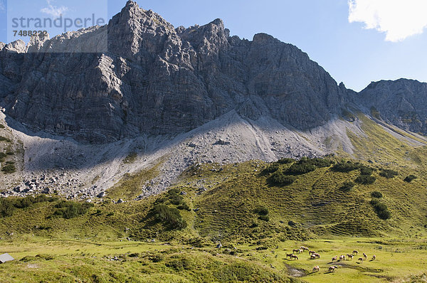 Österreich  Pferde auf der Wiese  Lachenspitze im Hintergrund