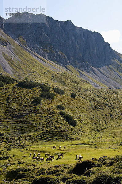 Österreich  Pferde auf der Wiese stehend  Steinkarspitze im Hintergrund