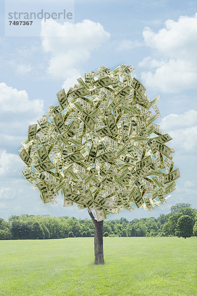 Baum  Illustration  Wachstum  Dollar  Rechnung