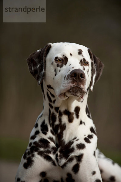 Portrait Dalmatiner