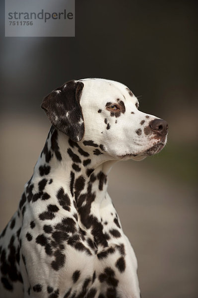 Portrait Dalmatiner