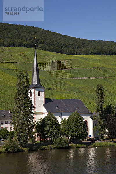 Die Ortschaft Piesport mit Pfarrkirche umgeben von Weinbergen  Piesport  Mosel  Rheinland-Pfalz  Deutschland  Europa  ÖffentlicherGrund