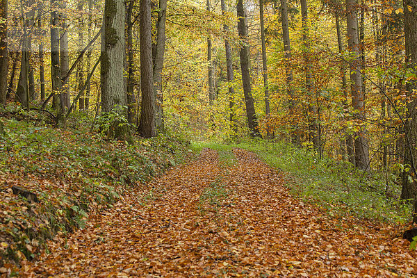 Waldweg im Herbst  Limburg an der Lahn  Hessen  Deutschland  Europa