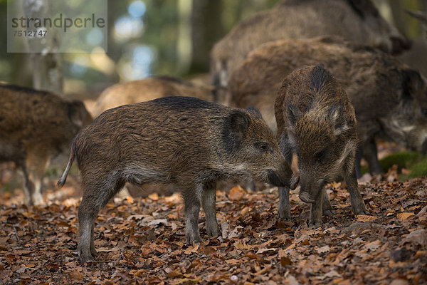 Wildschweine (Sus scrofa)  Daun  Eifel  Rheinland-Pfalz  Deutschland  Europa