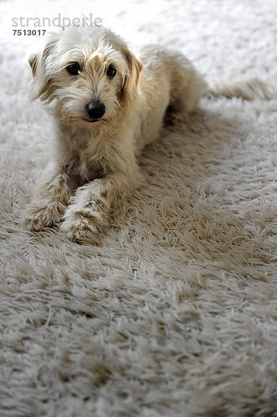 Mischlingshund mit hellem Fell liegt auf gleichfarbigem Teppich