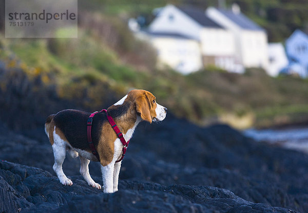 Dreifarbiger oder tricolor Beagle-Rüde steht auf einem Felsen und guckt in die Ferne