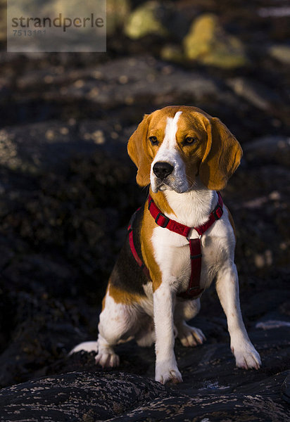 Dreifarbiger oder tricolor Beagle-Rüde sitzt auf nassem Gestein