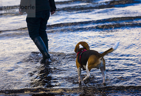 Dreifarbiger oder tricolor Beagle-Rüde folgt seinem Frauchen durch ein Gewässer