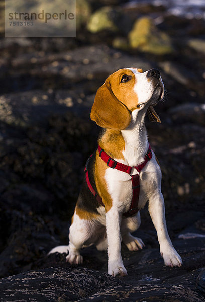 Dreifarbiger oder tricolor Beagle-Rüde sitzt auf nassem Gestein und guckt aufmerksam