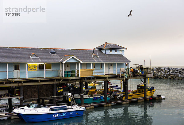 Hafen von Ventnor  Isle of Wight  England  Großbritannien  Europa