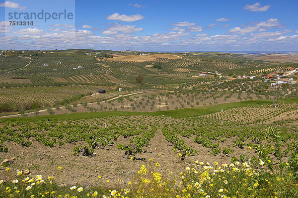 Montilla-Weinberge  Region Montilla-Moriles  Cordoba  Andalusien  Spanien  Europa