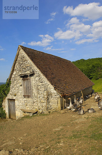 Gänsezucht  Perigord-Gänse  Belcastel  Quercy  Dordogne  Frankreich  Europa