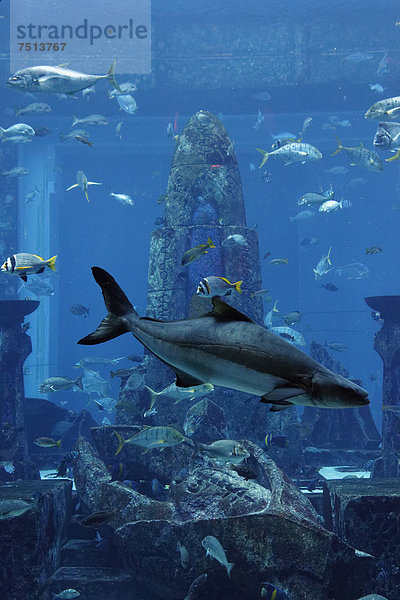 Aquarium im Atlantis-Sagen-Themenpark The Lost Chambers  Hotel Atlantis  The Palm Jumeirah  Dubai  Vereinigte Arabische Emirate  Naher Osten  Asien