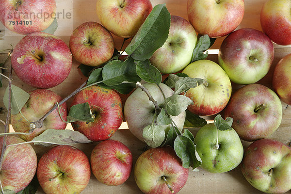 Äpfel aus Bioanbau  diverse Sorten