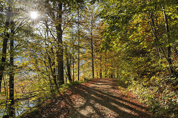 Herbstlicher Waldweg durch Buchenwald am Offensee  Gemeinde Ebensee  Salzkammergut  Oberösterreich  Österreich  Europa