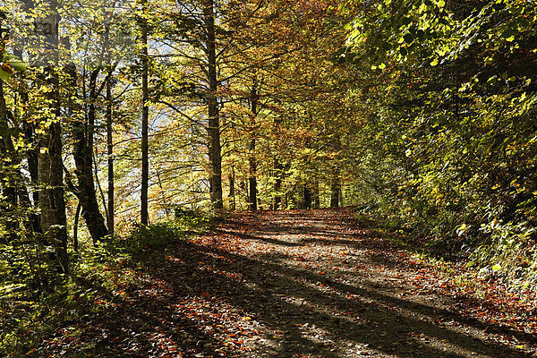 Herbstlicher Waldweg durch Buchenwald am Offensee  Gemeinde Ebensee  Salzkammergut  Oberösterreich  Österreich  Europa