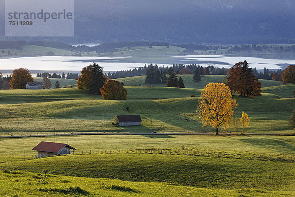 Herbstmorgen über dem Forggensee  Ussenburg bei Roßhaupten  Ostallgäu  Allgäu  Schwaben  Bayern  Deutschland  Europa