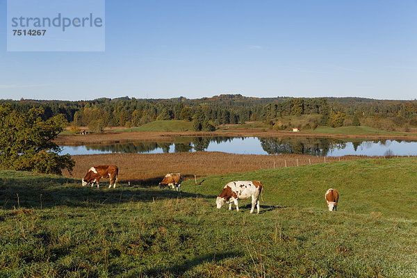 Kühe auf Weide  Osterseen  Iffeldorf  Fünfseenland  Oberbayern  Bayern  Deutschland  Europa