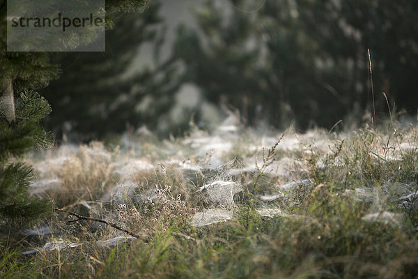 Netze der Zwergspinnen (Linyphiidae) auf einer Wiese im Morgentau  bei Wustermark  Brandenburg  Deutschland  Europa